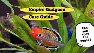 Empire Gudgeon Care Guide: Essential Tips for Freshwater Fish Enthusiasts By Betta Art