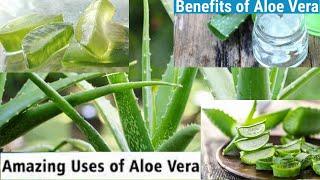 Alovera Benefit ll Aloe Vera  Gel, Face Mask , Hair Growth, Street Food Network.