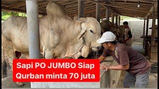 Minta 70 juta ️Sapi PO JUMBO siap qurban umur 5 tahun estimasi 900an