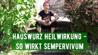 Hauswurz Heilwirkung - so wirkt Sempervivum