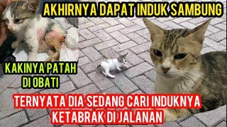 ANAK KUCING KETABRAK Di JALAN SAAT MENCARI INDUKNYA SUDAH DAPAT INDUK SAMBUNG..‼️