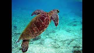 Jimmy Buffett Buck Butt The Turtle 1992