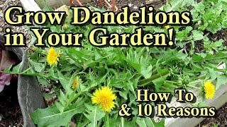 How to Grow Dandelions in Your Garden for Food: 10 Reasons - Edible Roots, Flowers, & Greens