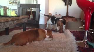 Basset Hounds Putter and Birdie  unprovoked howling fest