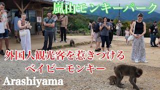 2024年10月15日（火） 外国人観光客に大人気の嵐山モンキーパークが凄すぎる️ Arashiyama Monkey Park 【4K】