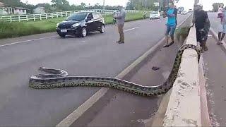 12 COBRAS GIGANTES CAPTURADAS NO BRASIL