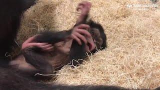 Saint Louis Zoo chimpanzee baby learning to crawl and stand