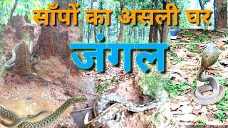 जंगल में छोड़े गए पाँच बिना विषैले साँप |snakes released in forest | latest snake release video |