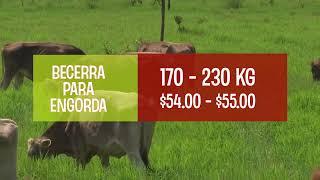 Precios del Ganado y Leche Diciembre 2024