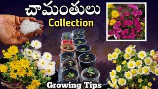 చామంతులు సీజన్లో ఎక్కువ పూయడానికి tips... Chamanthi Plant Care | Chamanthi Saplings