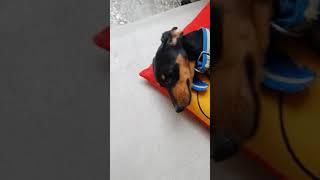 우리두부 배만보여줄주안다고ㅜdachshund