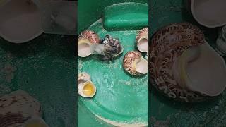 Hermit Crab Rehoming | Okinawa, Japan #love #hermitcrab #nature