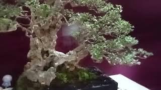 Bonsai Legundi juara batang berkarakter tua