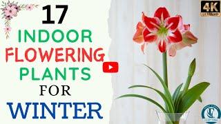 17 Best Indoor Winter Flowering Plants | Winter Flower Plants with Care Tips .