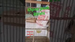 cipau gacor #shorts #kicau #kicaumania #shortvideo #bird #birdlovers #birds