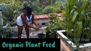 Fruiting Gauranteed In A Matter Of Days || Banana Tea || Organic Fertilizer