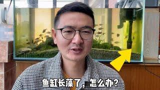 鱼缸长藻咋办？观赏鱼讨厌藻类，还是人讨厌藻类？科学看待藻类