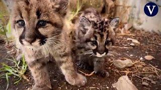 Rescatan en Perú dos crías de puma andino sin su madre