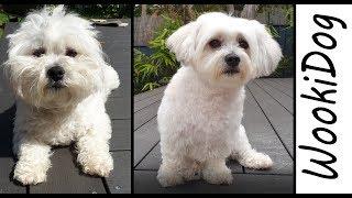 Dog Grooming Maltese Shih Tzu HAIRCUT (WookiDog the Malshi Dog)