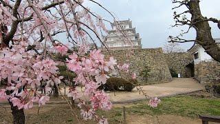 Himeji Castle & Sakura