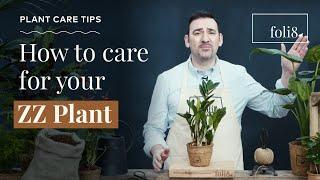 ZZ Plant Care Tips  Zanzibar Gem - Zamioculcas zamiifolia