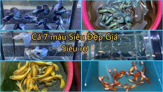 Khuyến Mãi Free Ship Cá 7 Màu Tuyển Giống Siêu Đẹp Thuần Chung. Guppy