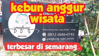 Kebun anggur terbesar di SEMARANG.. ‼️‼️‼️‼️  bagaimakah kondisinya...