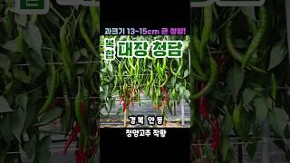 13-15cm 큰청양 안동작황 "대장청담" #고추품종