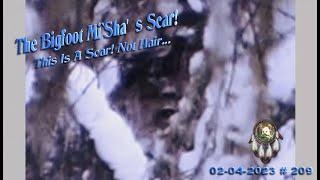 THE BIGFOOT "MI`SHA'S" SCAR, THIS IS NOT HAIR! & MORE BACK-CAM FOOTAGE. Read Below