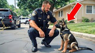 Crying Little Puppy Rushes To Officer—His Collar Leaves The Officer In Shock!