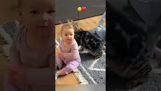 funny stories about babies  and cats ️