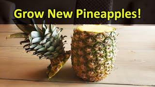 How To Grow A Pineapple Plant From A Grocery Store Pineapple Top - Every Time!