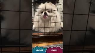 Julia loves to kiss  #shorts #dog #shortvideo #cutedog #doglover #kiss #cachorro