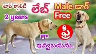 [ adoption completed ]top quality labrador dog for free adoption. in telugu //DVR NEWS & PETS