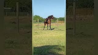 Horse Dancing!#video #viraldance #dance #tiktok #foryou #fyp #viral #whatsappstatus #horse #shorts