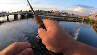 Snook fishing Cape Coral spillway