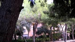 cantos de aves insectivoras petirrojos,currucas etc    en el parqe de aguadulce almeria