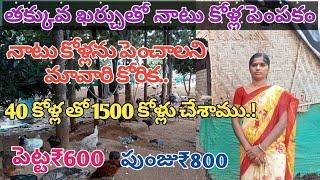 Natural natu kolla pempakam in telugu-country kolla farm- నాటు కోళ్లను పెంచే విధానం బాగుంది