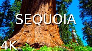Beautiful Sequoia 4K • Relaxing Guitar Music With Birds Singing