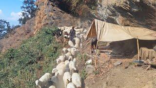 Himalayan Shepherds Life - Ep. 02 || Nepali Hardworking Village  People || IamSuman
