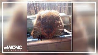 Auggie the beaver recovering after deadly Sunday storms in North Carolina