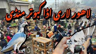 لاہور لاری اڈا کبوتر منڈی - Lahore Lari Adda Kabootar Mandi Latest Update