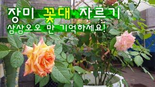 장미 꽃대 자르는 방법. 삼삼오오만 기억하세요!(음악소리 수정본)