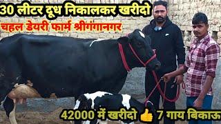 30 Letter+ Milk , 42000 से दाम शुरू  7 top class HF cows for sale !HF cow dairy farm Sri Ganganagar