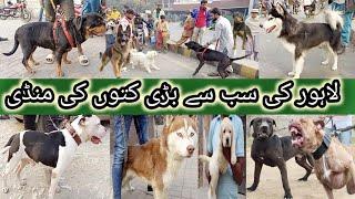 Dogs Ki Mandi, Lahore 22 Dec | Tollinton Market Lahore | MMB pet lover | Special Dog Market | Dogs