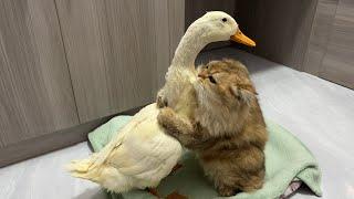 So funny and cute!The duck went all out to find the kitten and let the cat hold him close to sleep