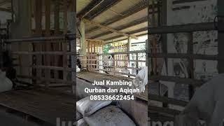 Jual Kambing Qurban dan Aqiqah #shorts #short #tiktok #video #kambingqurbanmurah #kambingboer