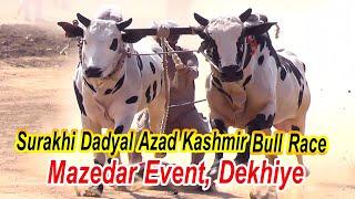 Bull Race Surakhi Dadyal Azad Kashmir | Bull Race 2025 | Dangerous Racer Bulls