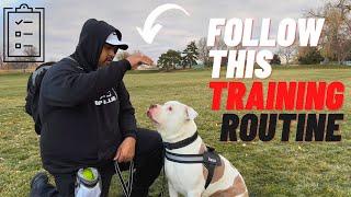 Easy Training Routine Pit bull Owners can follow! (Day by day)