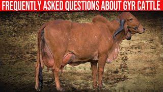 ⭕ Frequently Asked Questions About Gyr Cattle   Dairy Cows